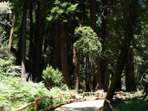 Redwood-Bäume