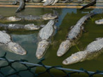 Alligatoren